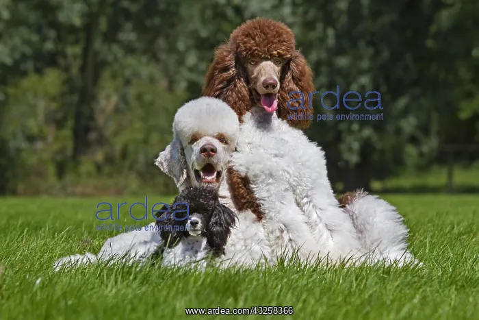 : Harlequin poodles (Canis lupus familiaris) in garden : Harlequin poodles (Canis lupus familiaris) in garden