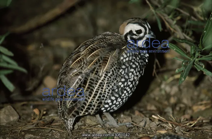 : Harlequin Quail : Harlequin Quail