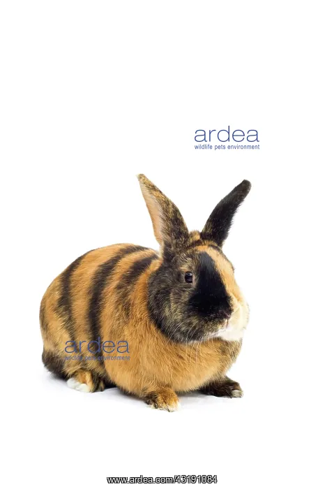 : Harlequin rabbit or Japanese rabbit, colorful : Harlequin rabbit or Japanese rabbit, colorful