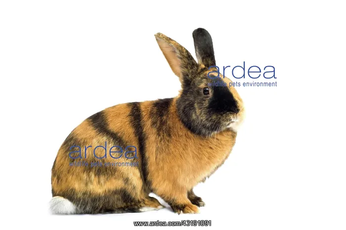 : Harlequin rabbit or Japanese rabbit, colorful : Harlequin rabbit or Japanese rabbit, colorful