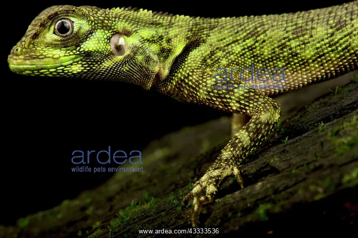 : Harlequin Racerunner (Plica umbra), on black background : Harlequin Racerunner (Plica umbra), on black background