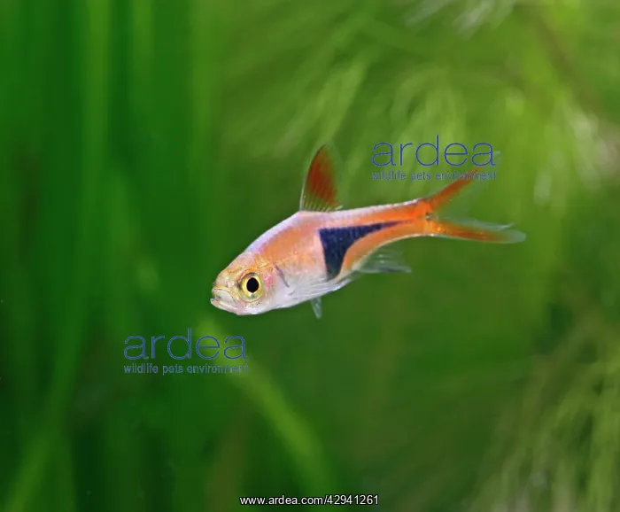 : Harlequin rasbora / Purple harlequin - side view : Harlequin rasbora / Purple harlequin - side view