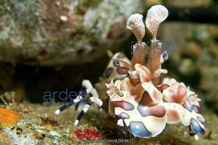 : Harlequin Shrimp : Harlequin Shrimp