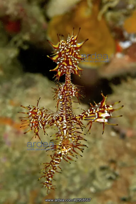 : Harlequin Shrimp : Harlequin Shrimp