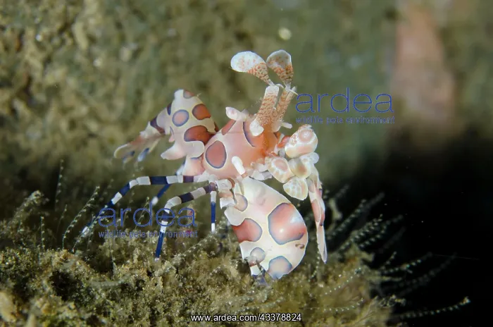 : Harlequin Shrimp : Harlequin Shrimp