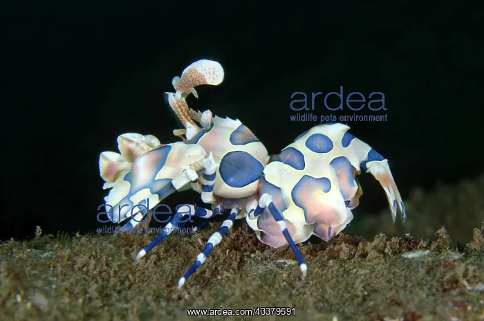 : Harlequin Shrimp : Harlequin Shrimp