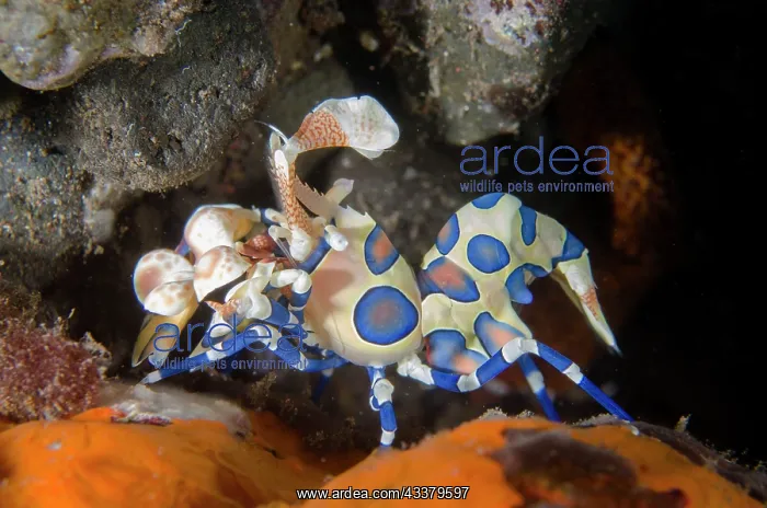 : Harlequin Shrimp : Harlequin Shrimp