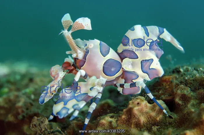 : Harlequin Shrimp : Harlequin Shrimp