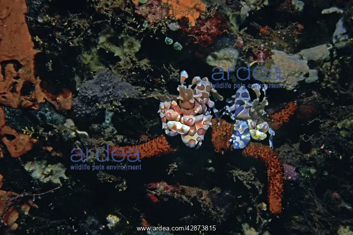 : Harlequin Shrimp - These amazing shrimp are generally : Harlequin Shrimp - These amazing shrimp are generally
