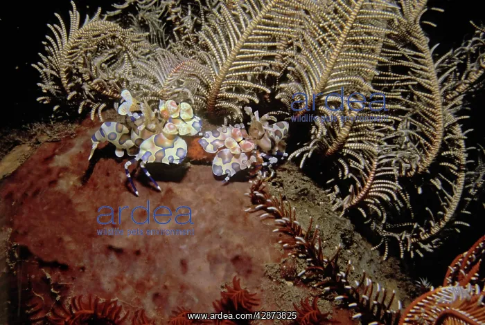 : Harlequin shrimp - These amazing shrimp are generally : Harlequin shrimp - These amazing shrimp are generally