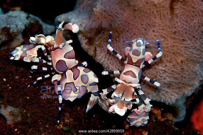 : Harlequin shrimp - This colorful shrimp preys upon : Harlequin shrimp - This colorful shrimp preys upon