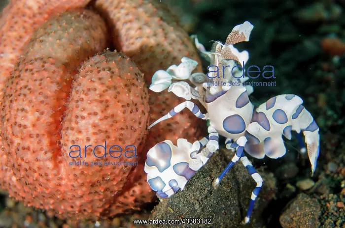  : Harlequin Shrimp eating Luzon Seastar