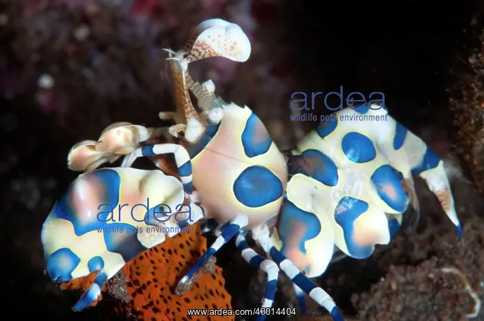 : Harlequin Shrimp eating Sea Star (Linckia laevigata) : Harlequin Shrimp eating Sea Star (Linckia laevigata)