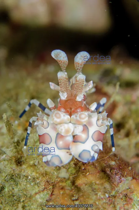 : Harlequin Shrimp feeding : Harlequin Shrimp feeding