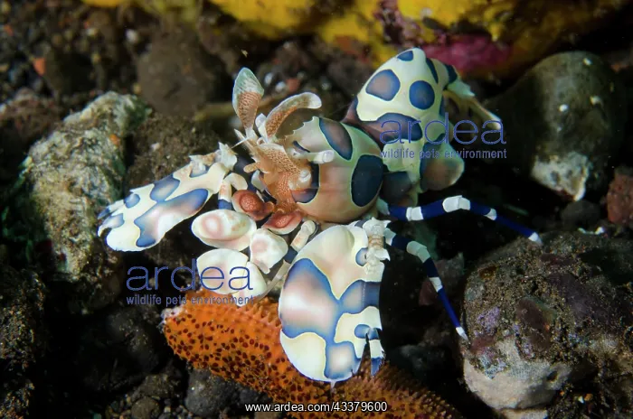 : Harlequin Shrimp feeding : Harlequin Shrimp feeding