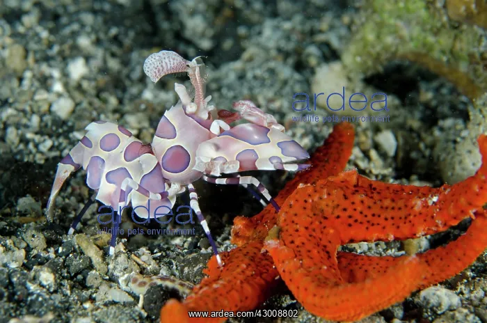 : Harlequin Shrimp feeding on Luzon Sea Star (Echinaster : Harlequin Shrimp feeding on Luzon Sea Star (Echinaster