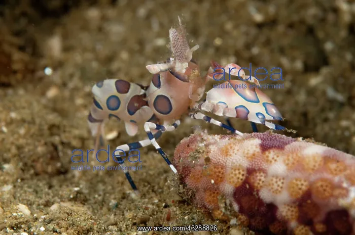 : Harlequin Shrimp - feeding on sea star : Harlequin Shrimp - feeding on sea star