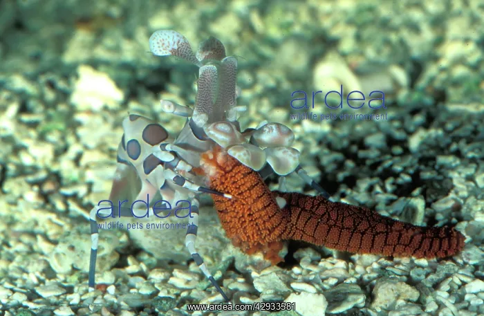 : Harlequin shrimp - feeding on a sea star (Fromia : Harlequin shrimp - feeding on a sea star (Fromia