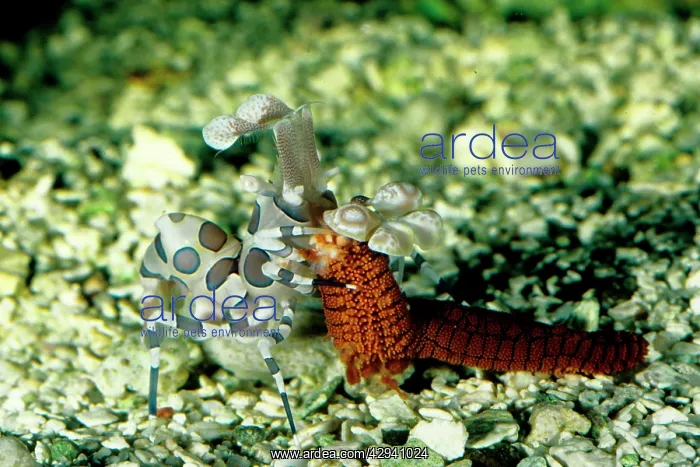 : Harlequin shrimp feeding on a sea star (Fromia : Harlequin shrimp feeding on a sea star (Fromia