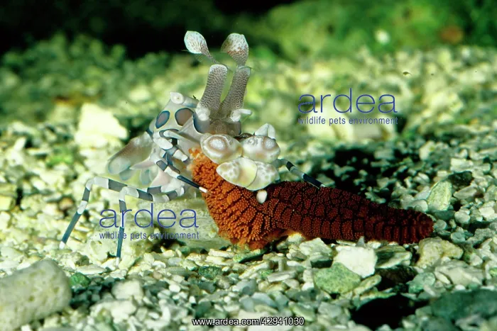 : Harlequin shrimp feeding on a sea star (Fromia : Harlequin shrimp feeding on a sea star (Fromia