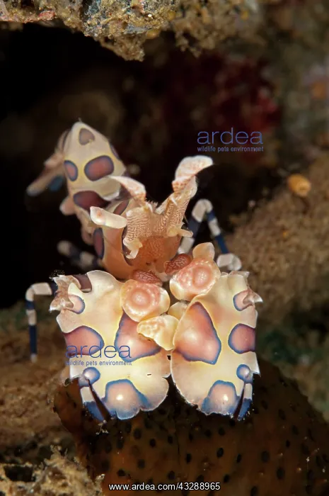 : Harlequin Shrimp - feeding on Thousand-pores Sea : Harlequin Shrimp - feeding on Thousand-pores Sea