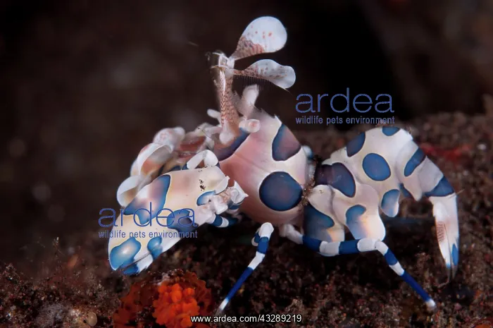 : Harlequin Shrimp - feeding on Thousand-pores Sea : Harlequin Shrimp - feeding on Thousand-pores Sea