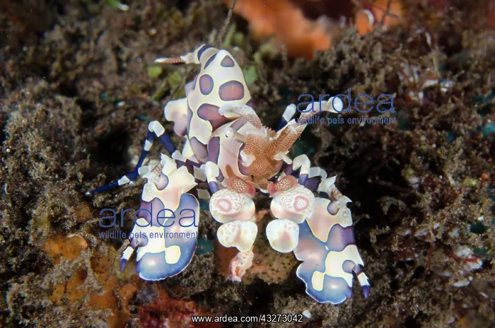 : Harlequin Shrimp - Kubu, Tulamben, Karangasem Regency, Bali : Harlequin Shrimp - Kubu, Tulamben, Karangasem Regency, Bali