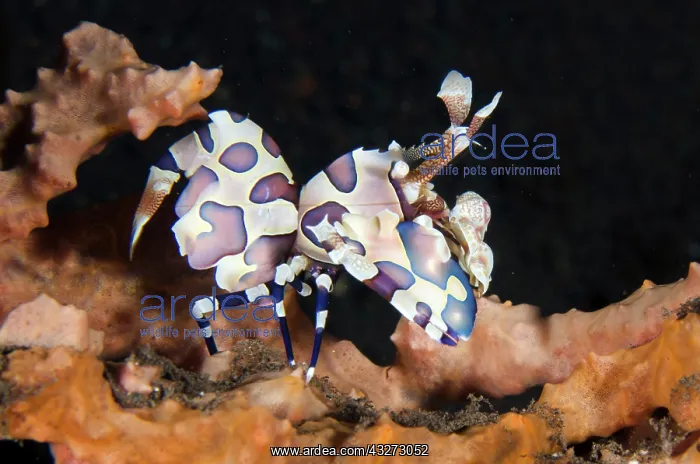 : Harlequin Shrimp - Kubu, Tulamben, Karangasem Regency, Bali : Harlequin Shrimp - Kubu, Tulamben, Karangasem Regency, Bali