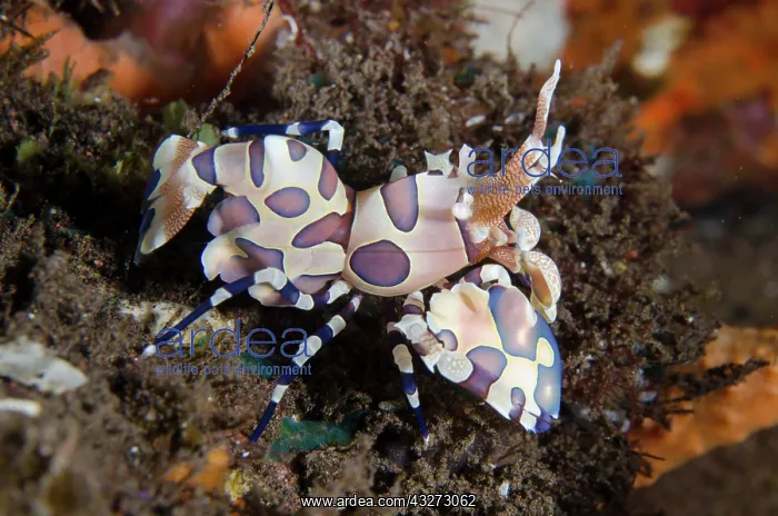 : Harlequin Shrimp - Kubu, Tulamben, Karangasem Regency, Bali : Harlequin Shrimp - Kubu, Tulamben, Karangasem Regency, Bali