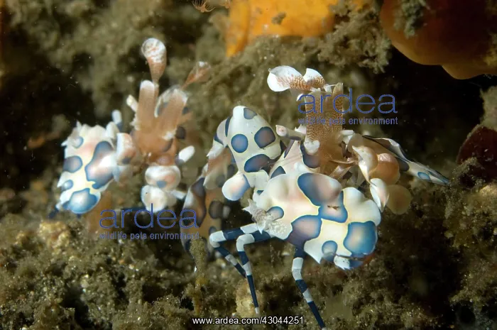 : Harlequin Shrimp pair : Harlequin Shrimp pair
