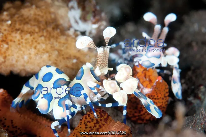 : Harlequin Shrimp pair eating Sea Star (Linckia laevigata) : Harlequin Shrimp pair eating Sea Star (Linckia laevigata)