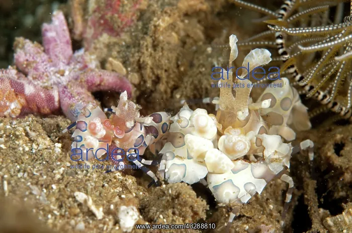 : Harlequin Shrimp - pair feeding on sea star : Harlequin Shrimp - pair feeding on sea star