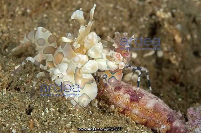 : Harlequin Shrimp - pair feeding on sea star : Harlequin Shrimp - pair feeding on sea star