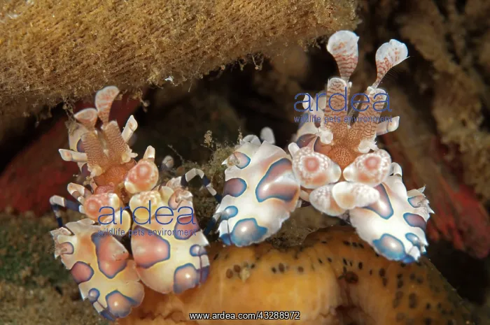 : Harlequin Shrimp - pair feeding on Thousand-pores : Harlequin Shrimp - pair feeding on Thousand-pores