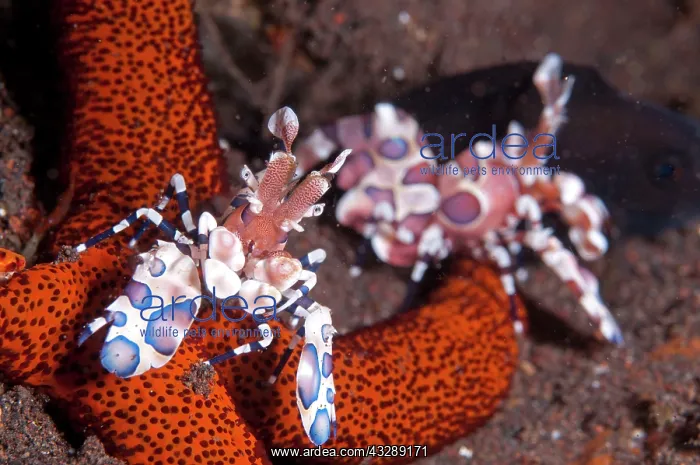 : Harlequin Shrimp - pair feeding on Thousand-pores : Harlequin Shrimp - pair feeding on Thousand-pores