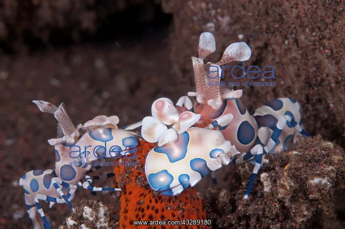 : Harlequin Shrimp - pair feeding on Thousand-pores : Harlequin Shrimp - pair feeding on Thousand-pores