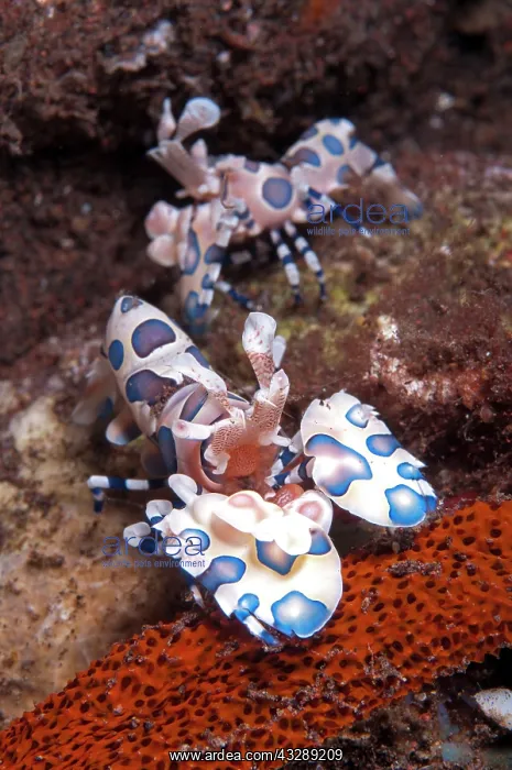 : Harlequin Shrimp - pair feeding on Thousand-pores : Harlequin Shrimp - pair feeding on Thousand-pores