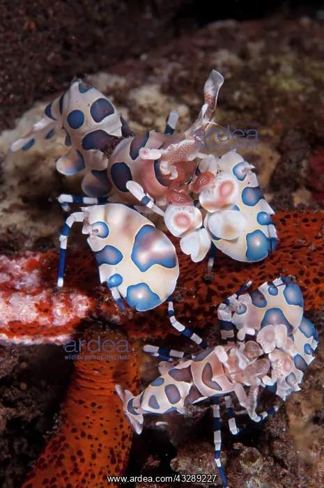 : Harlequin Shrimp - pair feeding on Thousand-pores : Harlequin Shrimp - pair feeding on Thousand-pores
