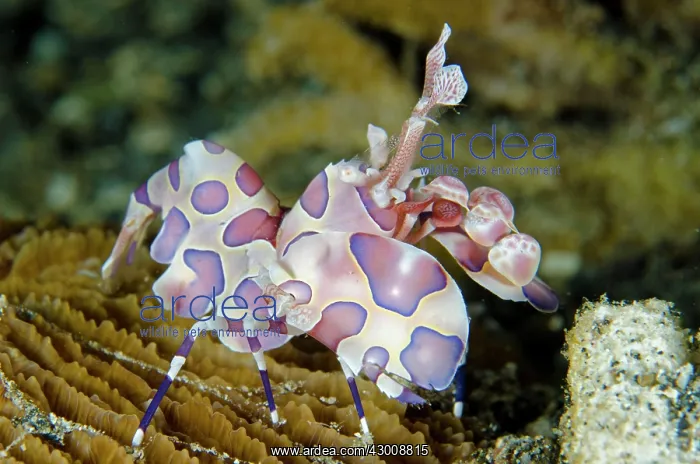 : Harlequin Shrimp Serena Besar dive site, Lembeh : Harlequin Shrimp Serena Besar dive site, Lembeh