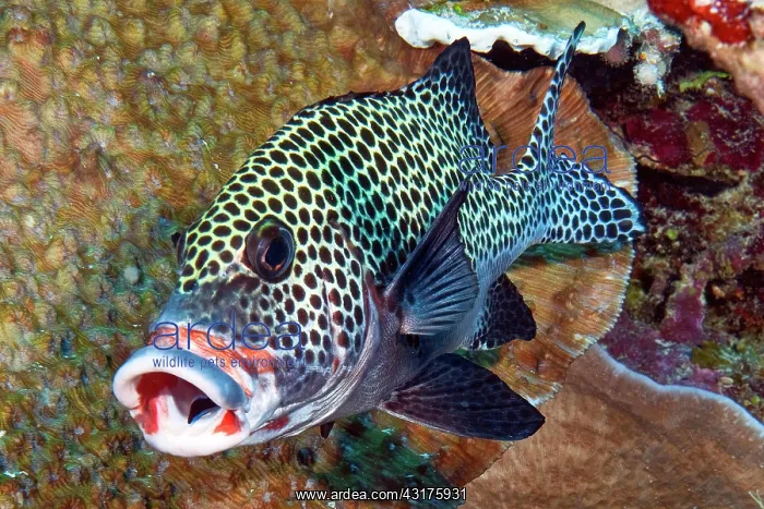 : Harlequin sweetlip (Plectorhinchus chaetodonoides) : Harlequin sweetlip (Plectorhinchus chaetodonoides)