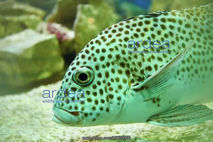 : Harlequin sweetlip (Plectorhinchus chaetodonoides) : Harlequin sweetlip (Plectorhinchus chaetodonoides)