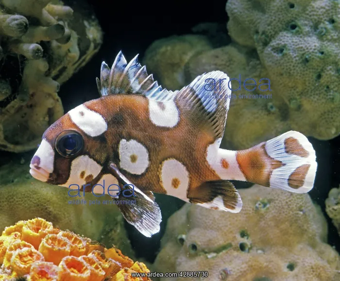 : Harlequin Sweetlips FISH : Harlequin Sweetlips FISH