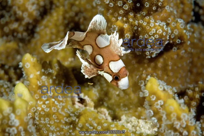 : Harlequin sweetlips, Plectorhinchus chaetodonoides, juvenile : Harlequin sweetlips, Plectorhinchus chaetodonoides, juvenile