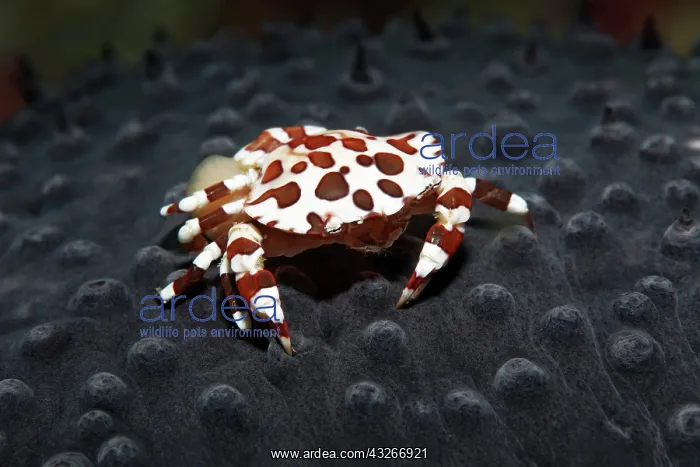 : Harlequin swimming crab (Lissocarcinus laevis) : Harlequin swimming crab (Lissocarcinus laevis)