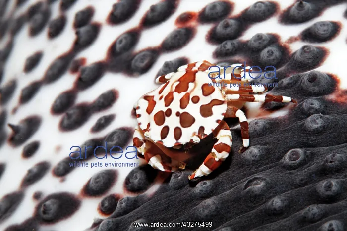 : Harlequin swimming crab (Lissocarcinus laevis) : Harlequin swimming crab (Lissocarcinus laevis)