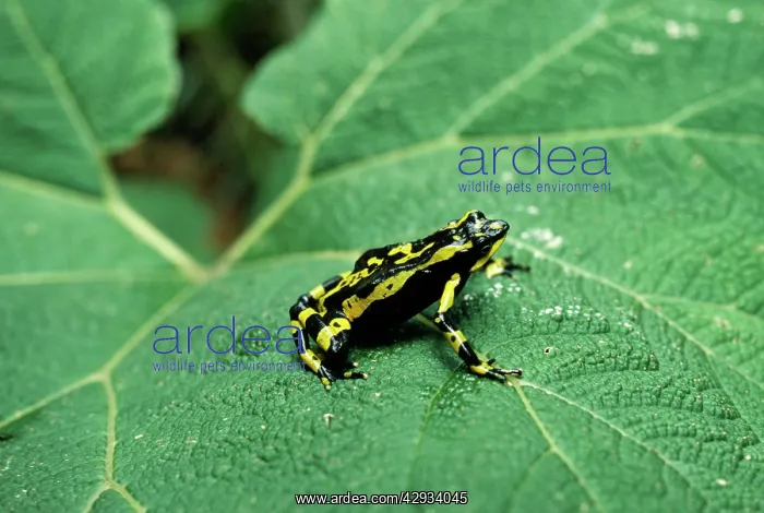 : Harlequin Toad : Harlequin Toad