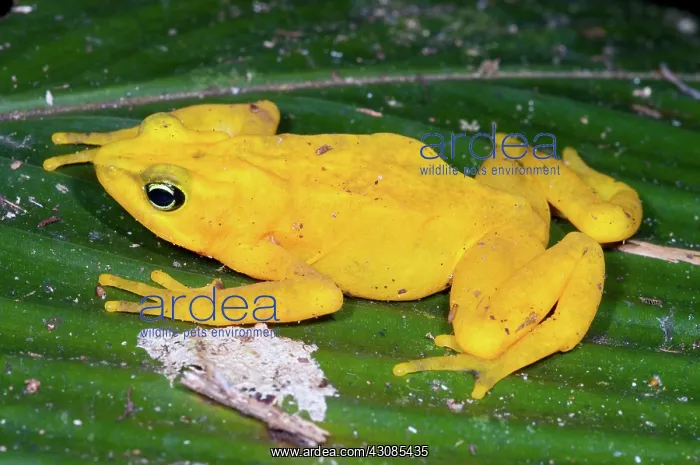 : Harlequin Toad : Harlequin Toad