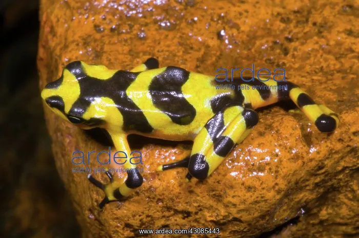 : Harlequin Toad : Harlequin Toad