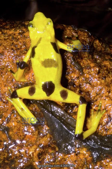 : Harlequin Toad : Harlequin Toad