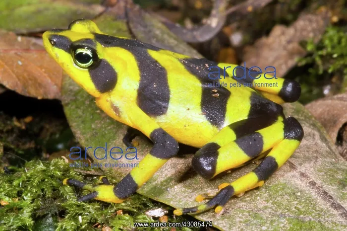 : Harlequin Toad : Harlequin Toad
